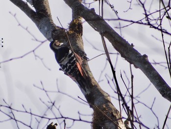 Fri, 11/25/2022 Birding report at Hinohara Tomin no mori