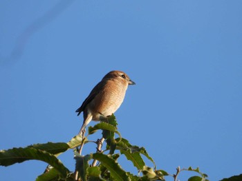 Bull-headed Shrike 大井弁天の森 埼玉県ふじみ野市 Sat, 10/29/2022