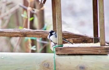 シジュウカラ 松尾池 2018年3月1日(木)