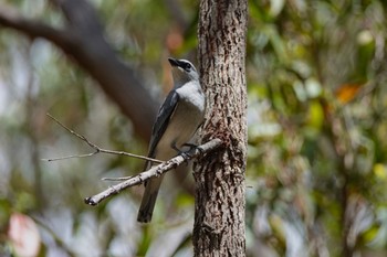 パプアオオサンショウクイ QLD,Australia 2022年10月7日(金)