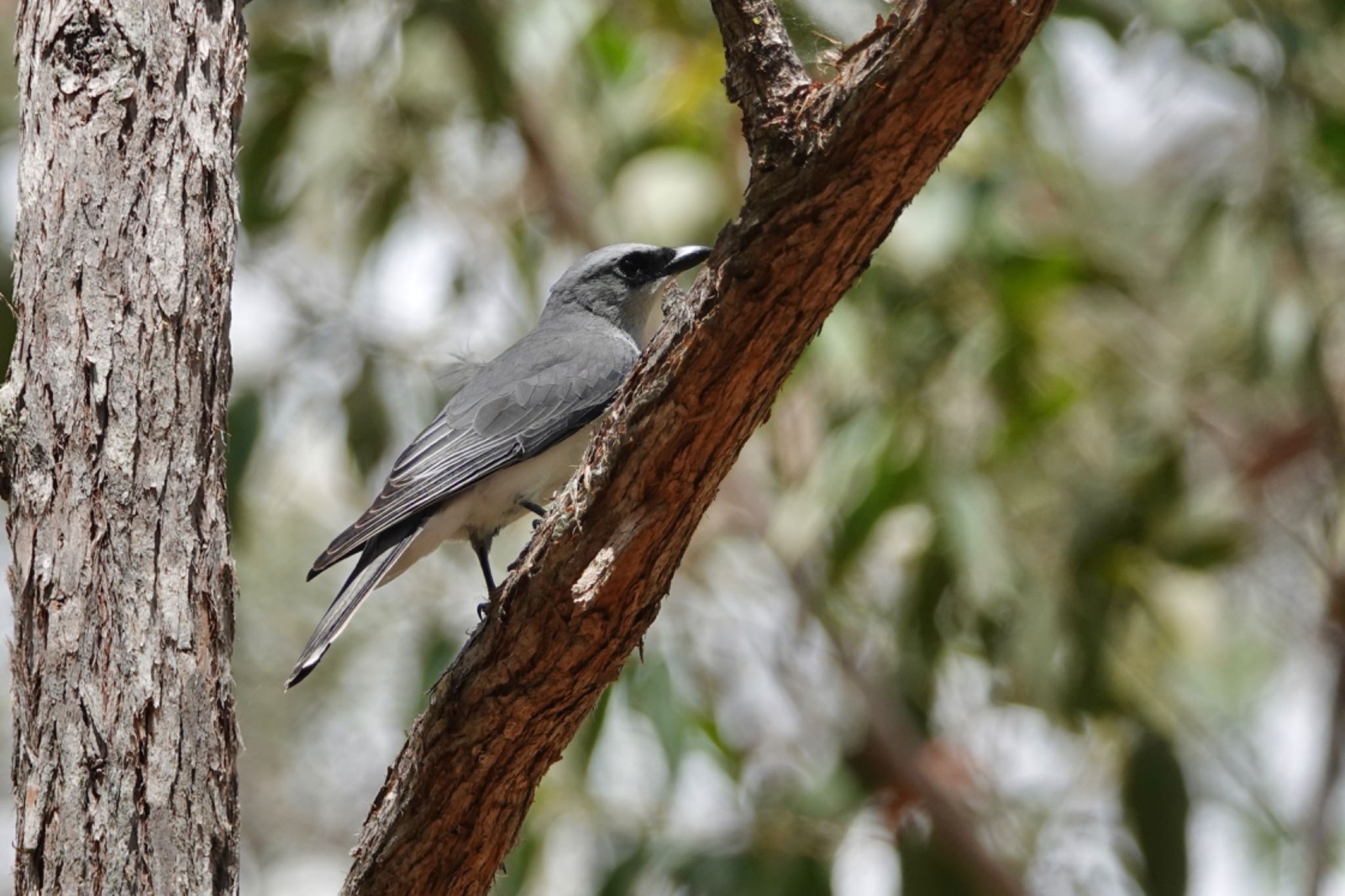 QLD,Australia パプアオオサンショウクイの写真 by のどか