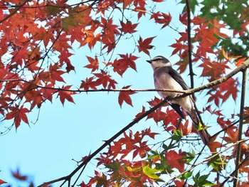 Ryukyu Minivet Unknown Spots Thu, 11/24/2022