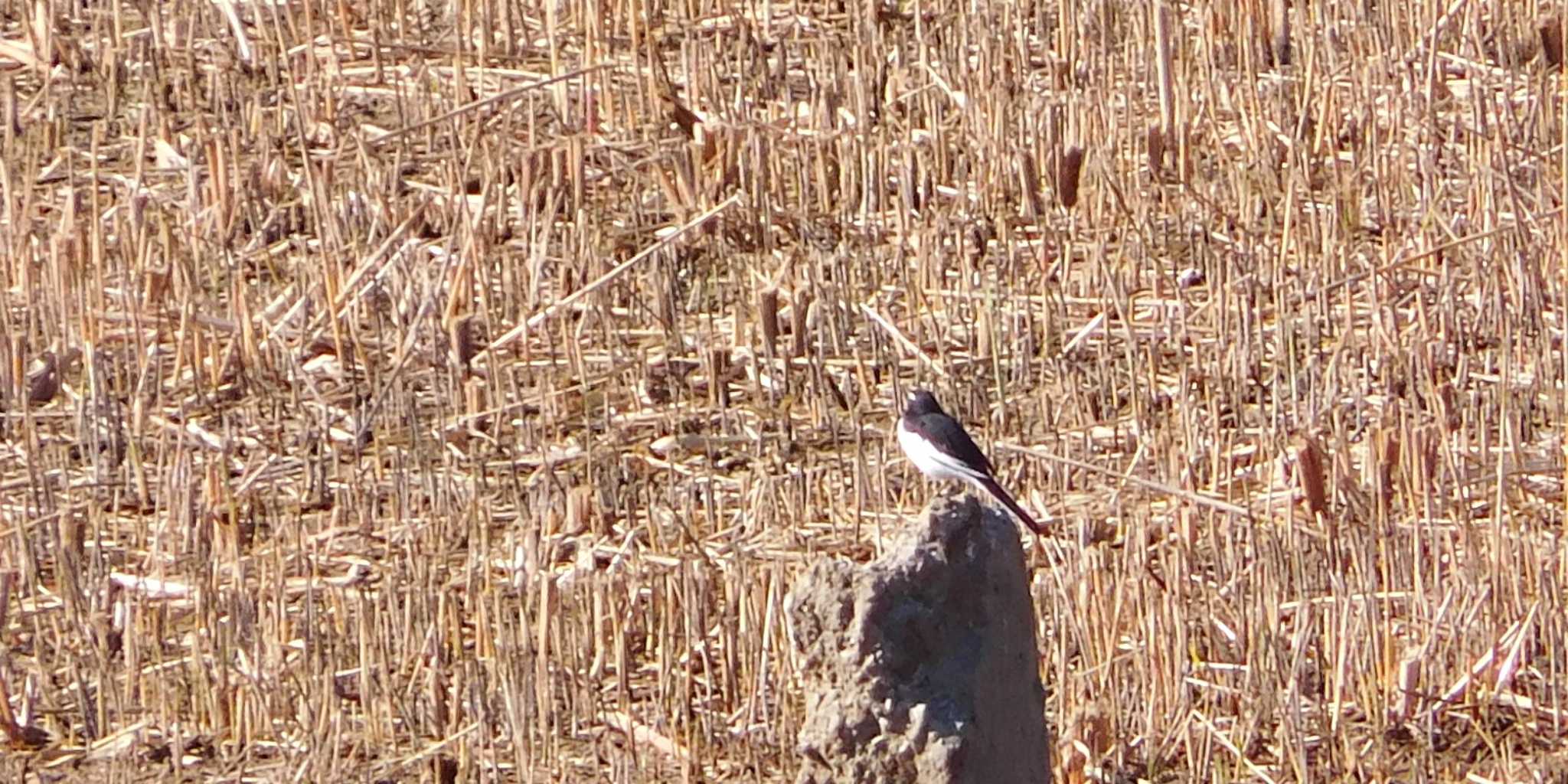 Japanese Wagtail