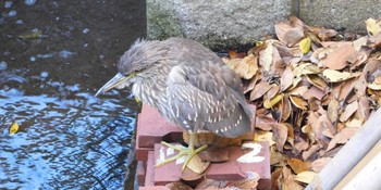 Black-crowned Night Heron Kasai Rinkai Park Fri, 11/25/2022