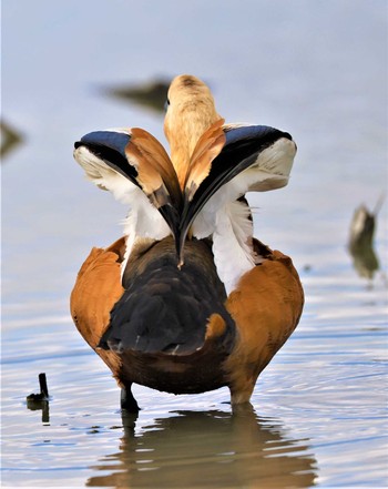 Ruddy Shelduck Unknown Spots Mon, 11/21/2022