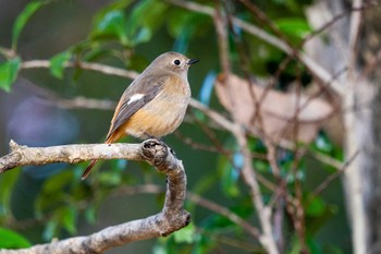 ジョウビタキ 京都府立植物園 2022年11月26日(土)