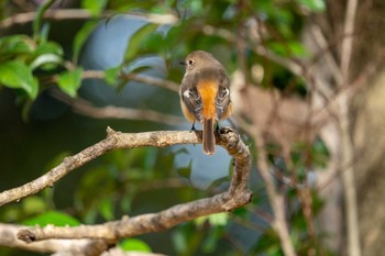 ジョウビタキ 京都府立植物園 2022年11月26日(土)