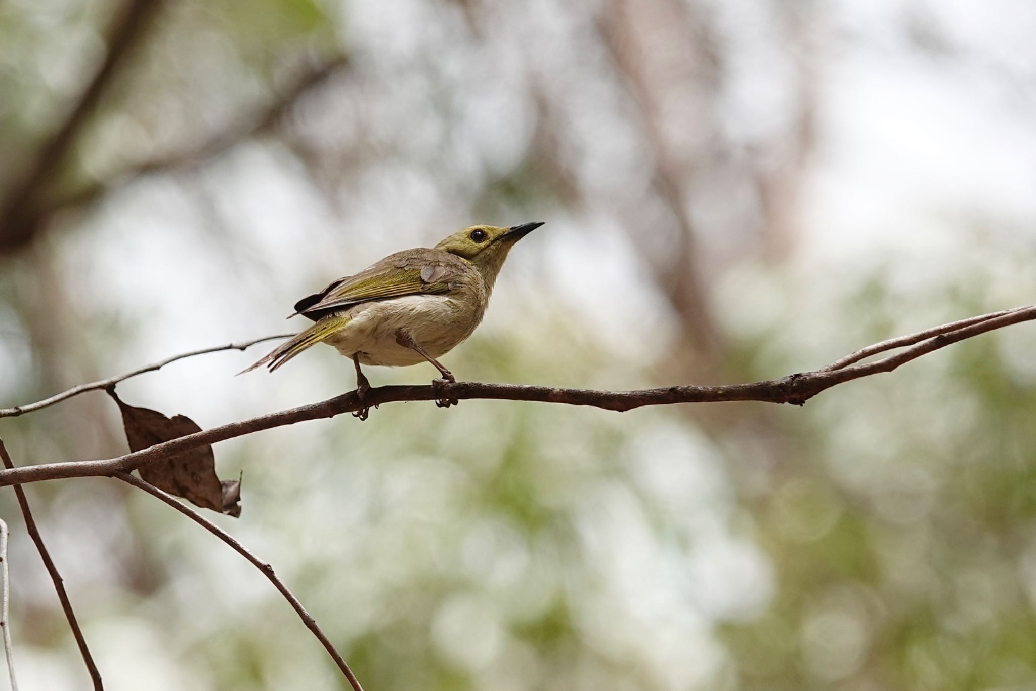 QLD,Australia コバシミツスイの写真 by のどか