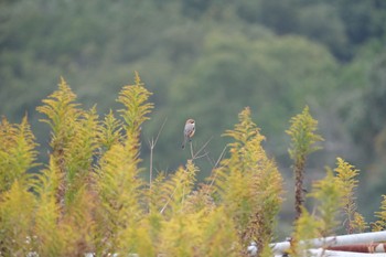 Bull-headed Shrike 奈良市水上池 Sat, 11/26/2022