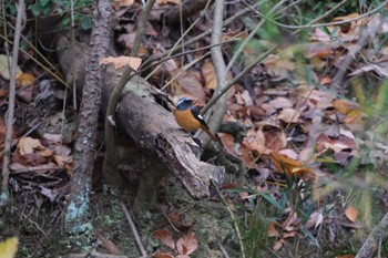 Daurian Redstart くろんど池 Sat, 11/26/2022