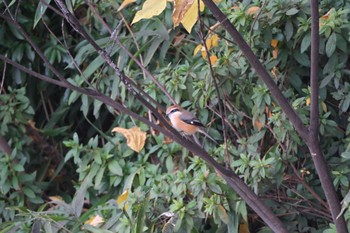 Bull-headed Shrike 平城宮跡 Sat, 11/26/2022