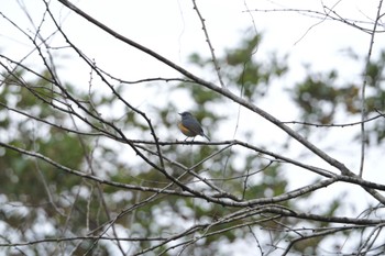 Red-flanked Bluetail くろんど池 Sat, 11/26/2022