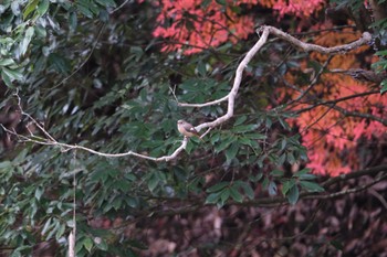 Daurian Redstart くろんど園地 Sat, 11/26/2022