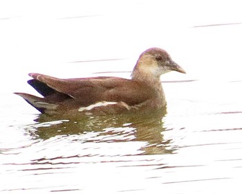 Sat, 11/26/2022 Birding report at いたすけ古墳