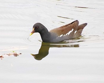 2022年11月26日(土) 御廟山古墳の野鳥観察記録