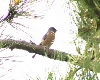 2022年11月26日(土) 大仙陵古墳の野鳥観察記録