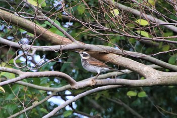 ツグミ 筑前町安の里公園 2022年11月23日(水)