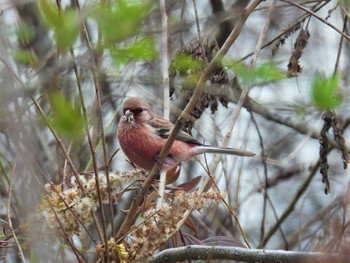 Sat, 11/26/2022 Birding report at Watarase Yusuichi (Wetland)