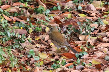 シロハラ 筑前町安の里公園 2022年11月23日(水)