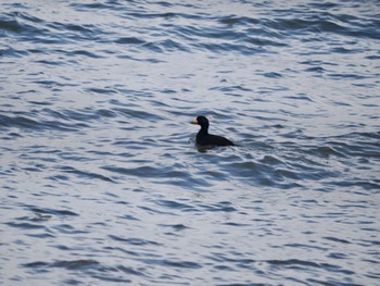 Black Scoter 尾岱沼 Thu, 11/17/2022