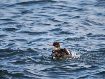 Red-breasted Merganser 尾岱沼 Fri, 11/18/2022