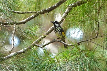 White-cheeked Honeyeater QLD,Australia Fri, 10/7/2022