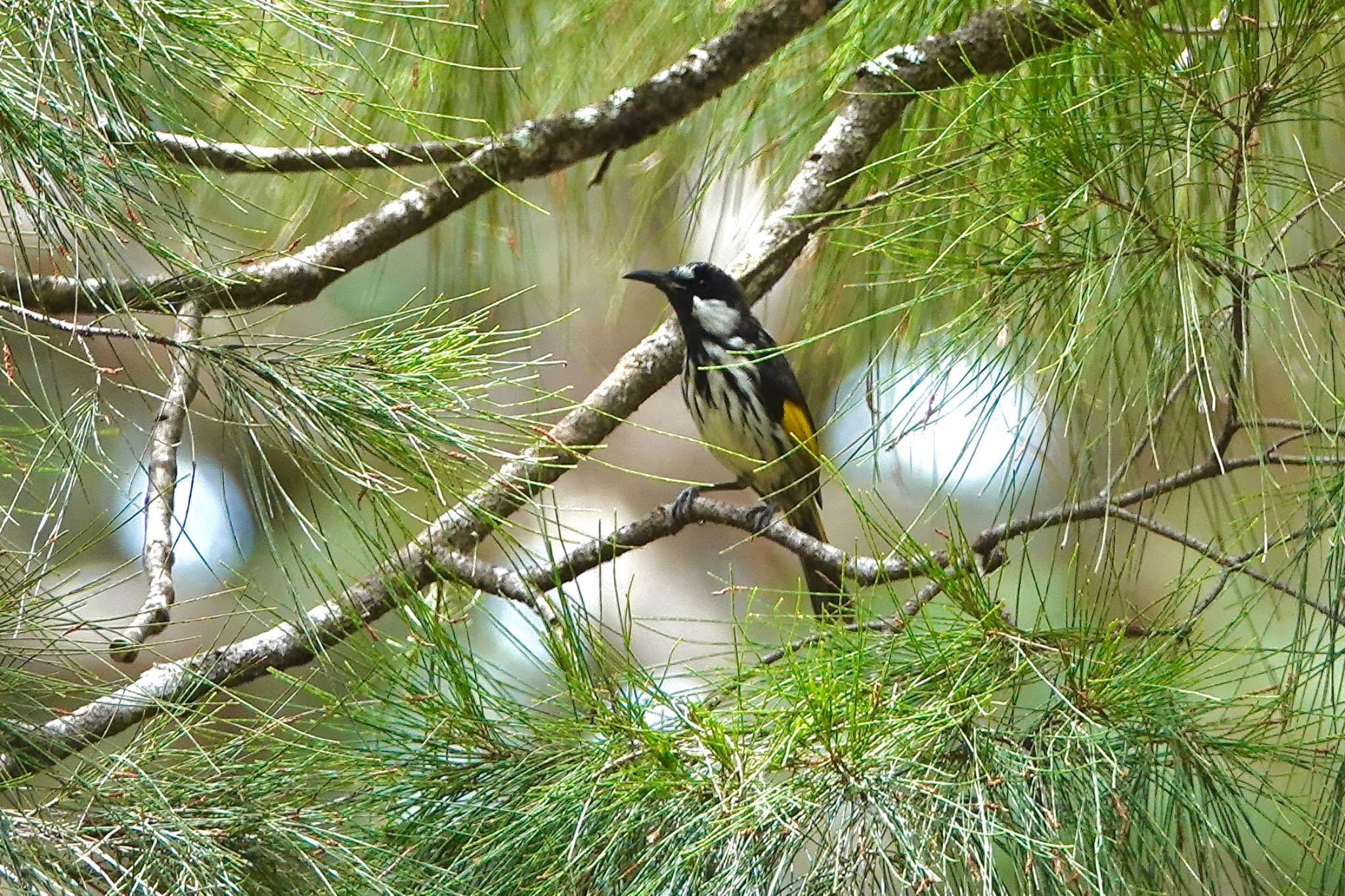 Photo of White-cheeked Honeyeater at QLD,Australia by のどか