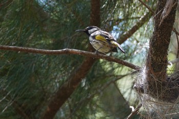 White-cheeked Honeyeater QLD,Australia Fri, 10/7/2022