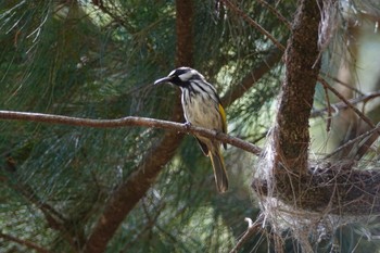 White-cheeked Honeyeater QLD,Australia Fri, 10/7/2022