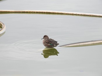 Eurasian Teal 奈良市水上池 Sat, 11/26/2022