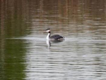 Great Crested Grebe 奈良市水上池 Sat, 11/26/2022