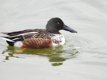 Northern Shoveler 奈良市水上池 Sat, 11/26/2022