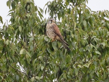 Common Kestrel 平城宮跡 Sat, 11/26/2022