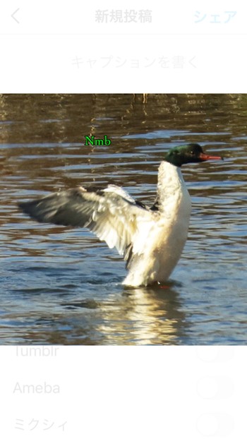 Common Merganser Unknown Spots Unknown Date