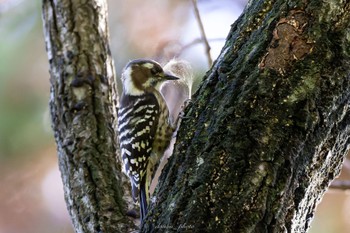 2022年11月21日(月) 座間谷戸山公園の野鳥観察記録