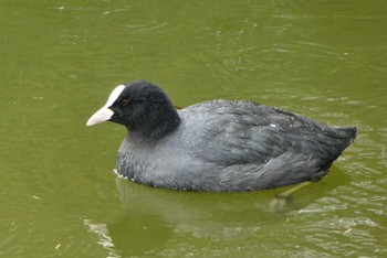 オオバン 都立浮間公園 2022年11月26日(土)