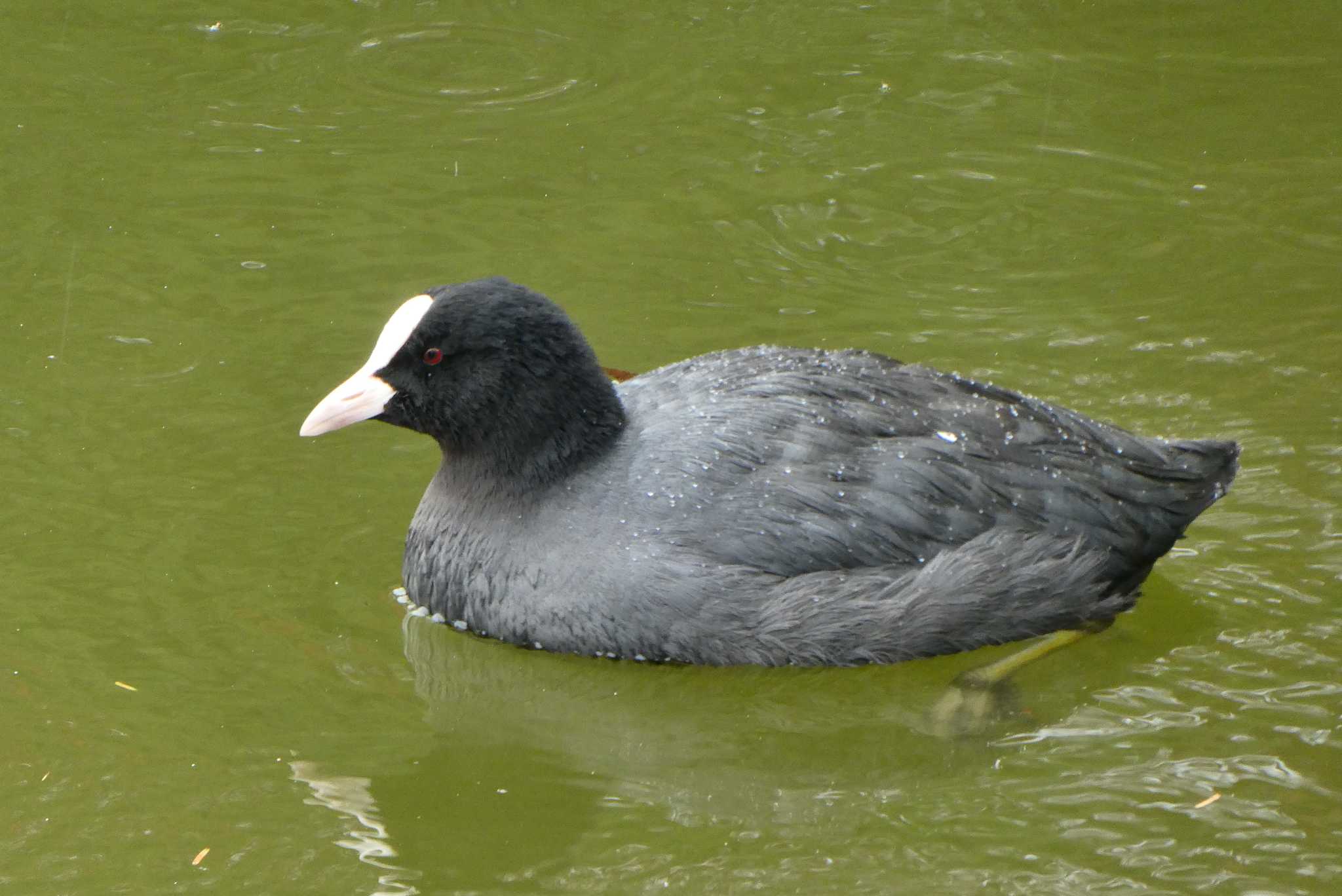 Eurasian Coot