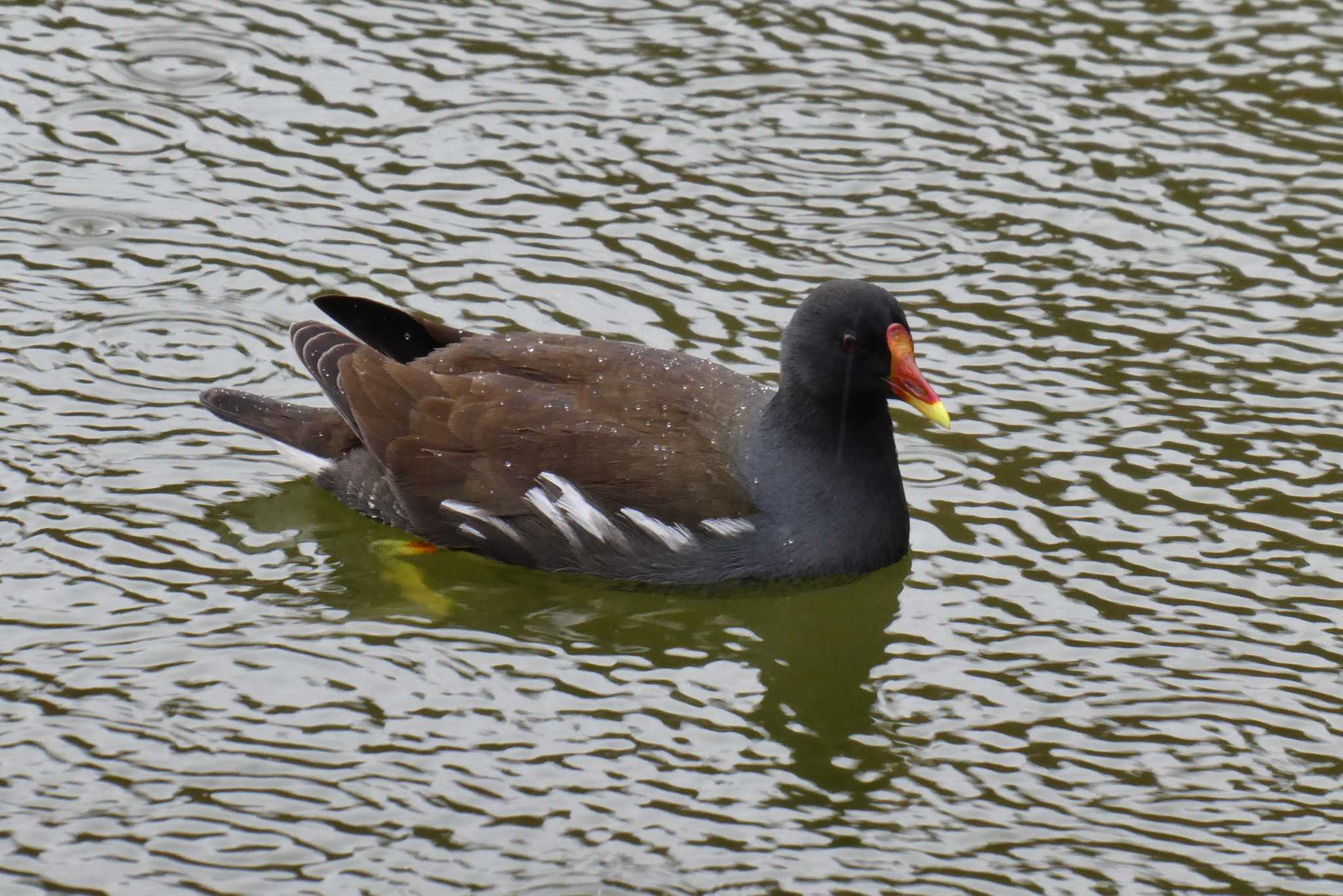 Common Moorhen