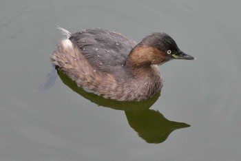 カイツブリ 都立浮間公園 2022年11月26日(土)