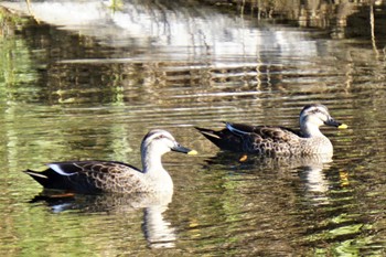 Eastern Spot-billed Duck 江津湖 Fri, 11/25/2022