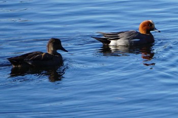 Eurasian Wigeon 江津湖 Fri, 11/25/2022