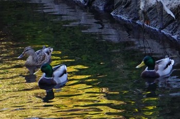 Mallard 江津湖 Fri, 11/25/2022