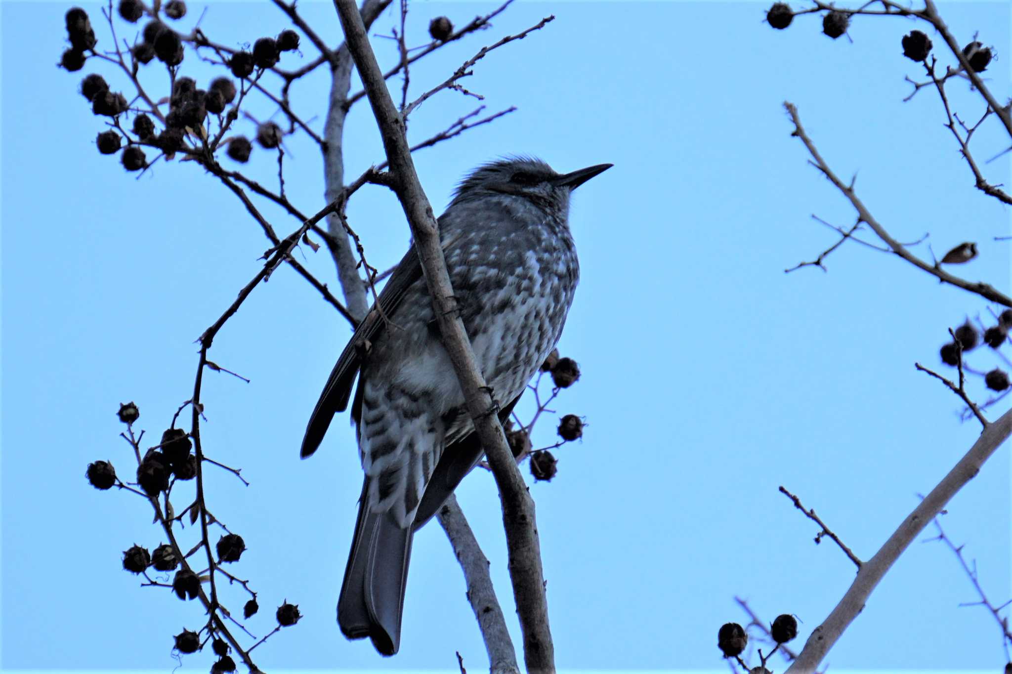 Photo of Brown-eared Bulbul at 江津湖 by Joh