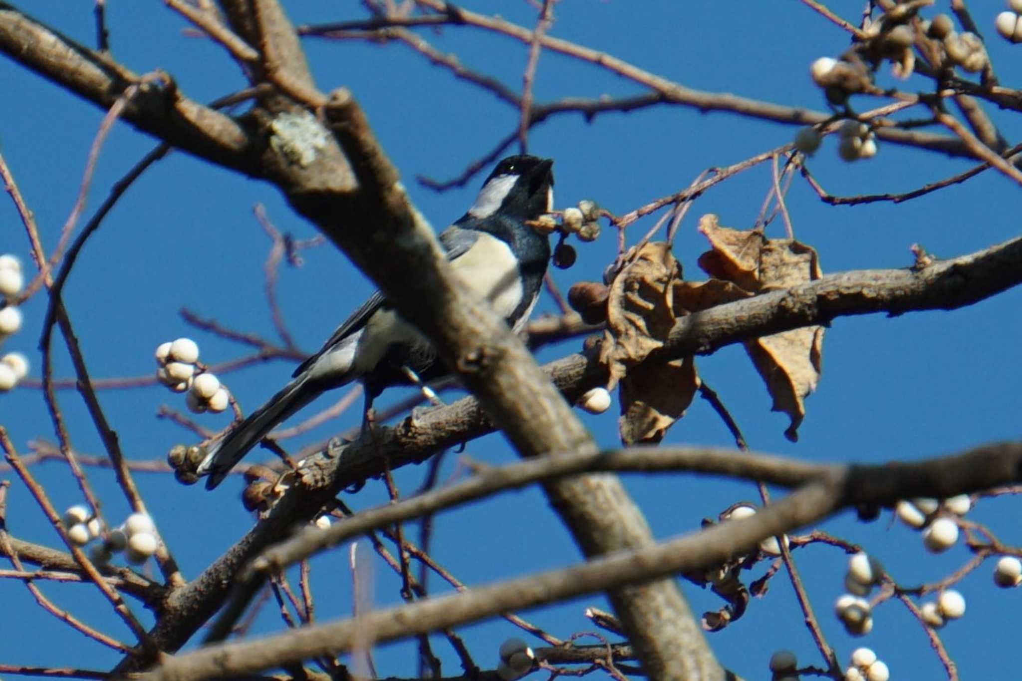 Photo of Japanese Tit at 江津湖 by Joh