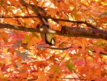 Japanese Tit 秩父ミューズパーク Wed, 11/16/2022