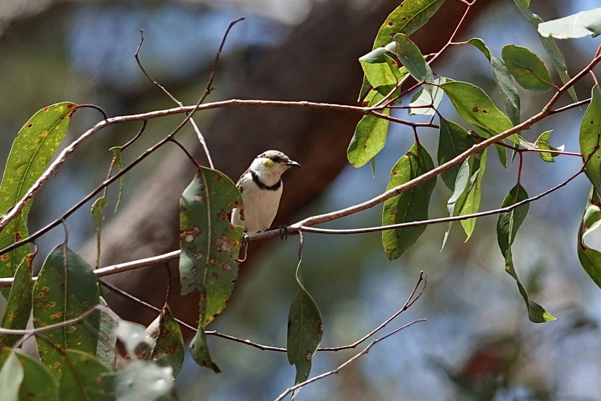 QLD,Australia クロオビミツスイの写真 by のどか