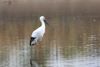 コウノトリ 明石 2022年11月26日(土)