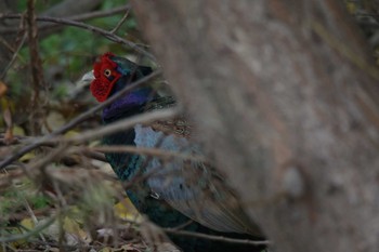 2022年11月26日(土) 津之江公園の野鳥観察記録