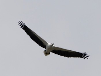 White-bellied Sea Eagle Sungei Buloh Wetland Reserve Sat, 11/26/2022