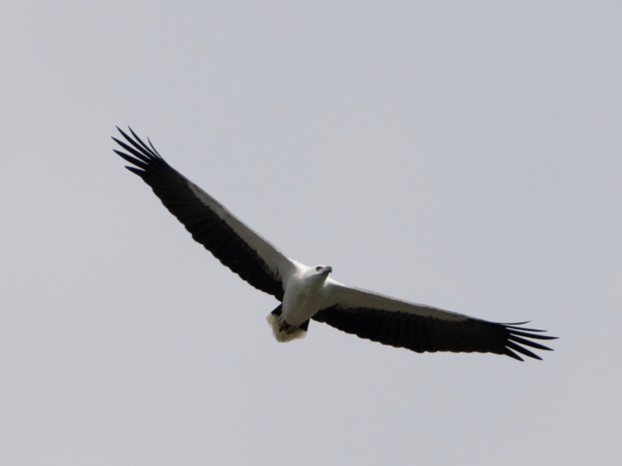 Sungei Buloh Wetland Reserve シロハラウミワシの写真 by T K